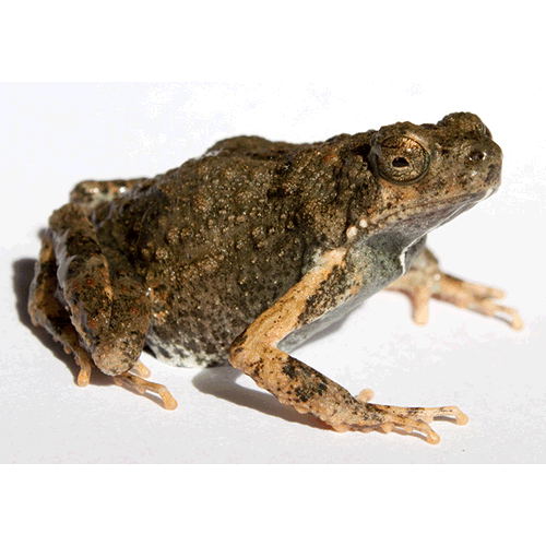  Род Engystomops  фото