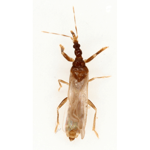 Семейство Enicocephaloidea фото