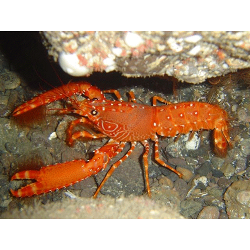 Семейство Enoplometopoidea фото