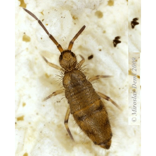 Семейство Entomobryoidea фото