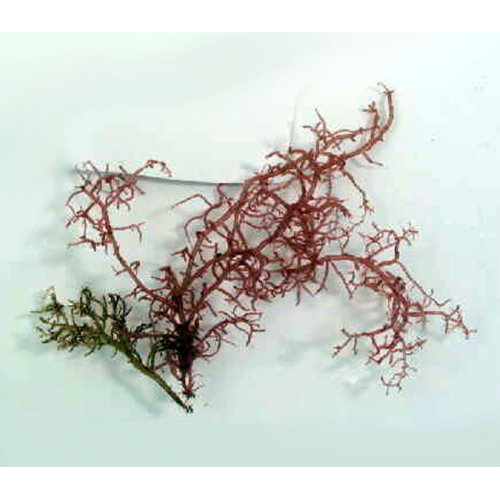 Семейство Entwisleiaceae фото