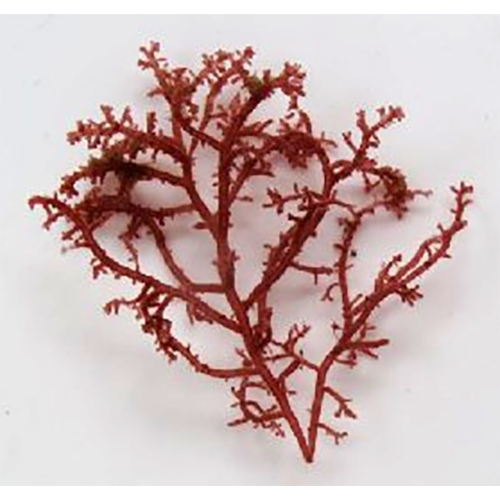 Отряд Entwisleiales фото