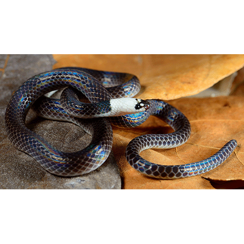  Род Enuliophis  фото