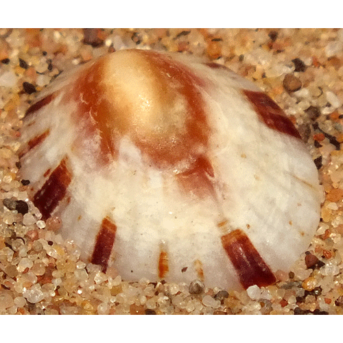 Семейство Eoacmaeoidea  фото
