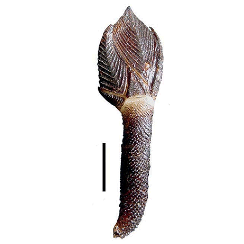 Семейство Eolepadidae фото