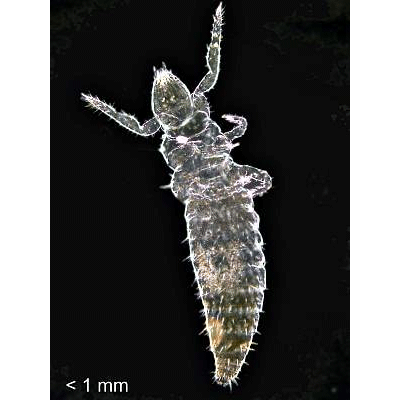 Семейство Eosentomidae фото