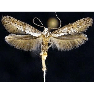 Семейство Epermenioidea фото
