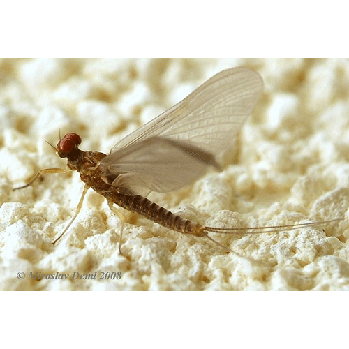 Семейство Ephemerelloidea фото