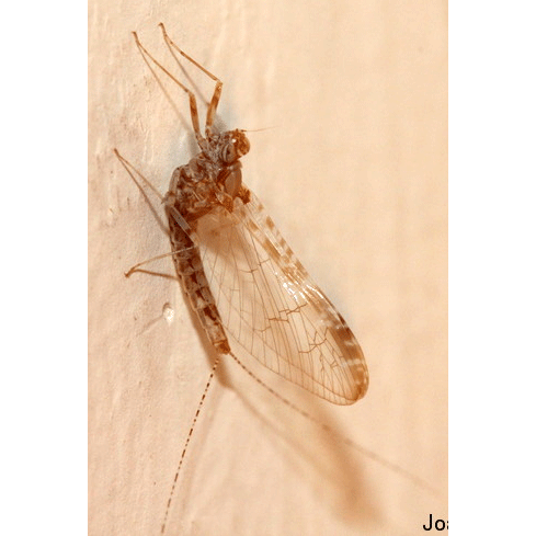Семейство Ephemeroidea фото