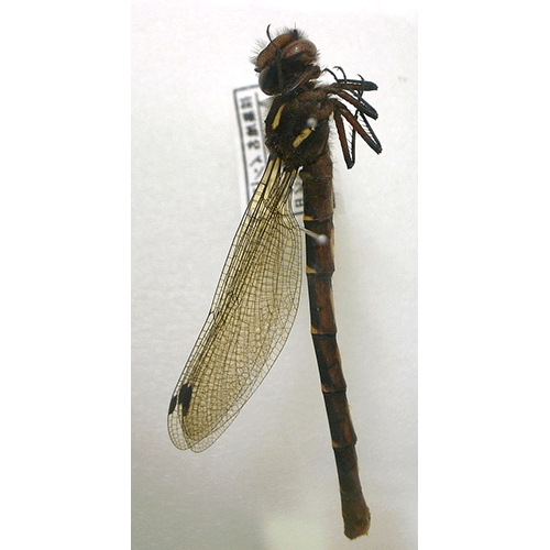 Семейство Epiophlebiidae фото