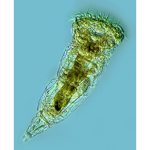 Семейство Epiphanidae  фото