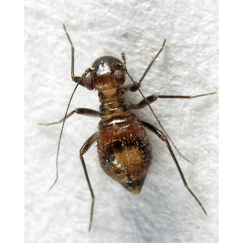 Семейство Epipsocidae фото