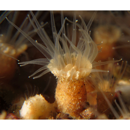 Семейство Epizoanthidae  фото