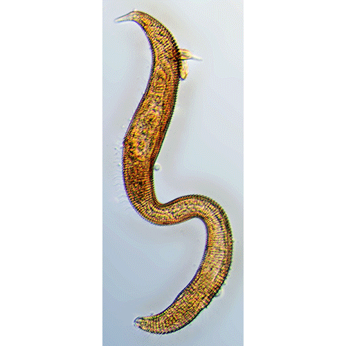 Семейство Epsilonematidae  фото