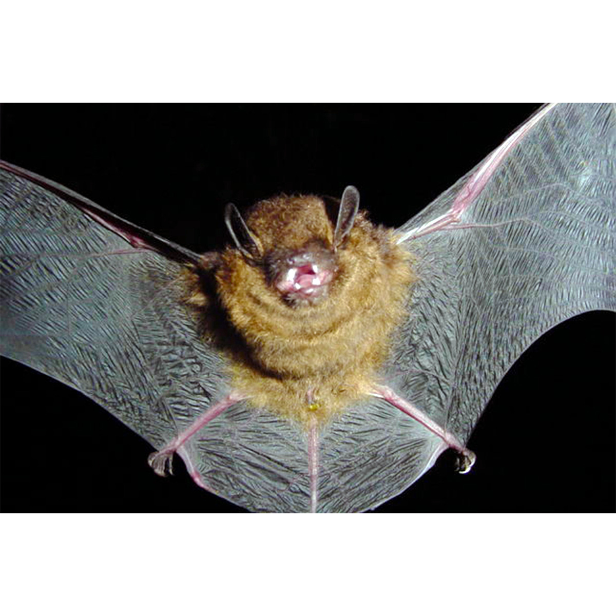 Little Black Serotine (Eptesicus andinus) Фото №2