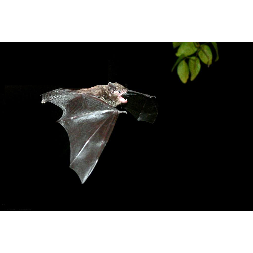 Little Black Serotine (Eptesicus andinus) Фото №3