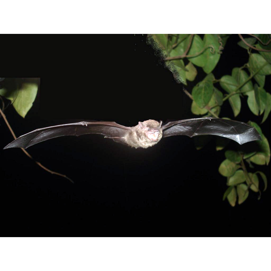 Little Black Serotine (Eptesicus andinus) Фото №4