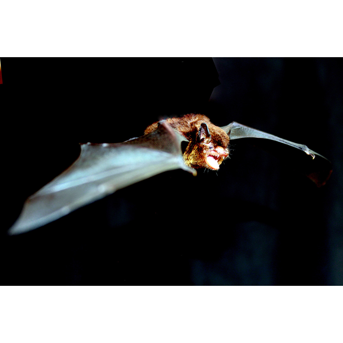 Little Black Serotine (Eptesicus andinus) Фото №5