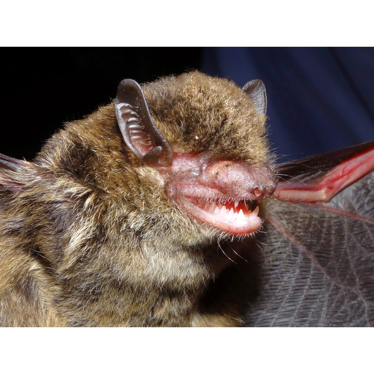 Little Black Serotine (Eptesicus andinus) Фото №6