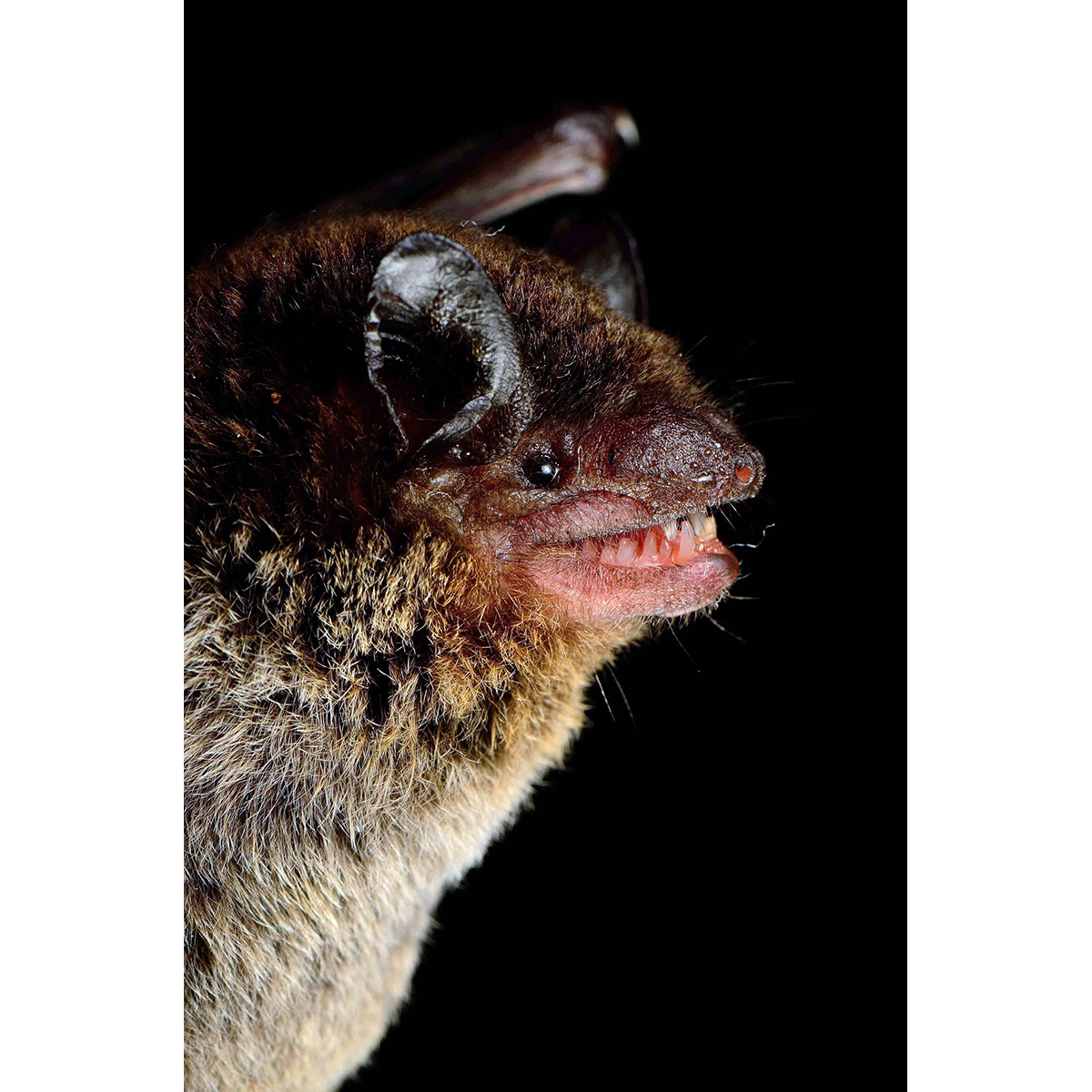 Бразильский кожан (Eptesicus brasiliensis) Фото №10