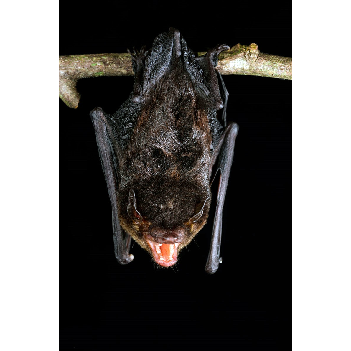 Бразильский кожан (Eptesicus brasiliensis) Фото №4