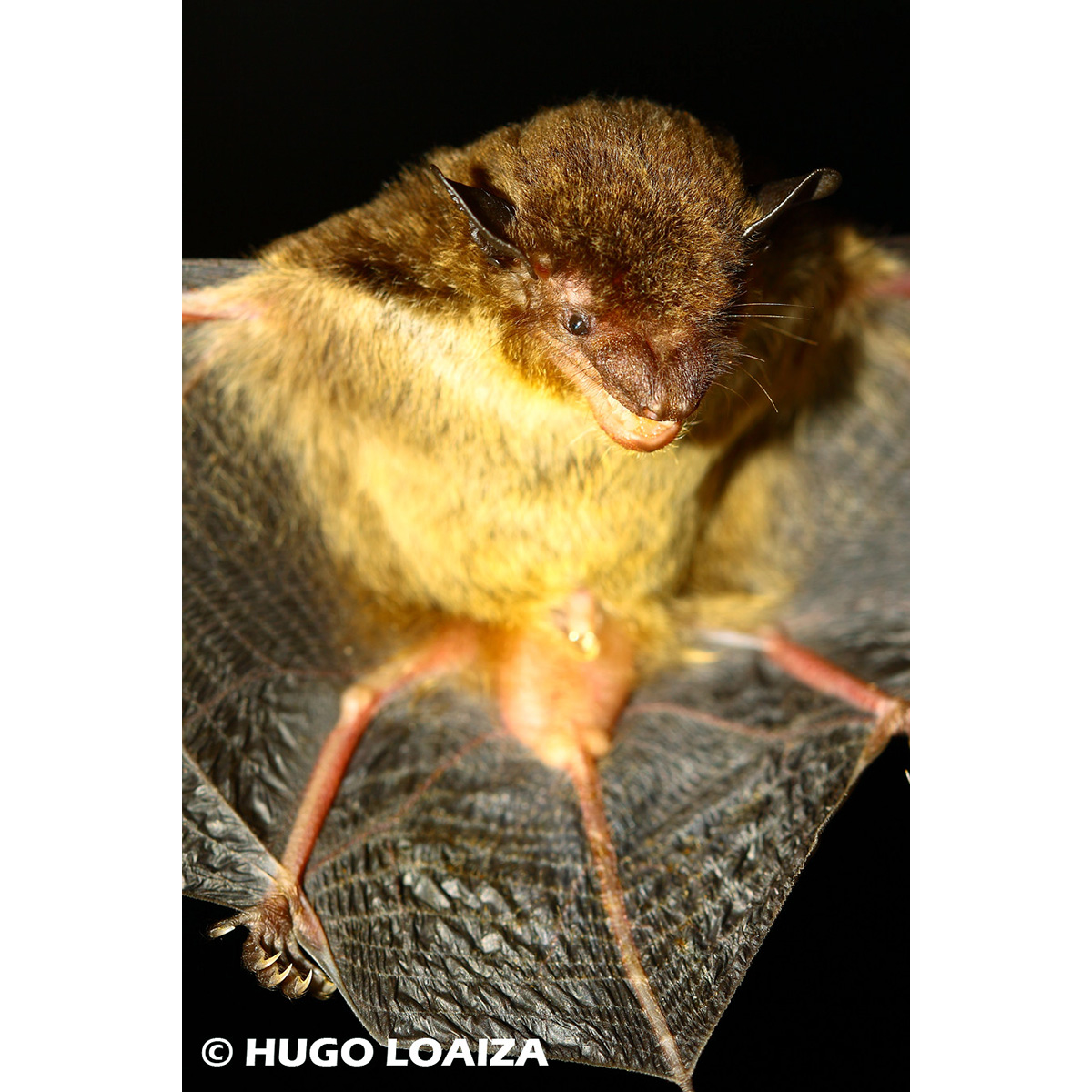 Бразильский кожан (Eptesicus brasiliensis) Фото №5