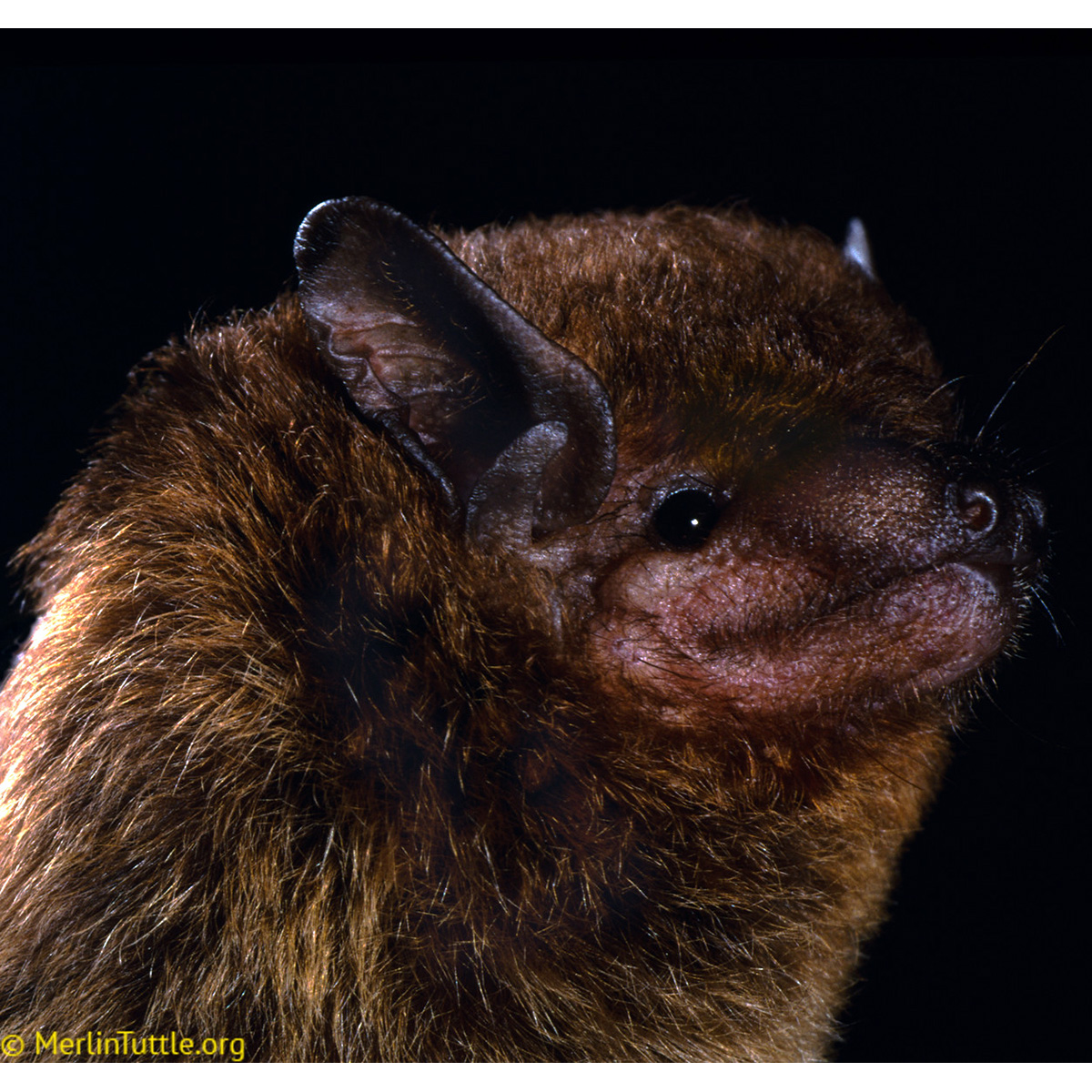 Бразильский кожан (Eptesicus brasiliensis) Фото №7
