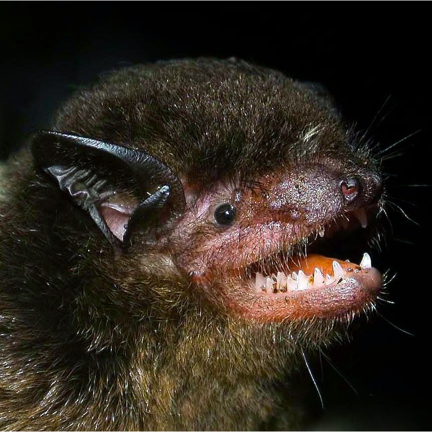 Бразильский кожан (Eptesicus brasiliensis) Фото №8