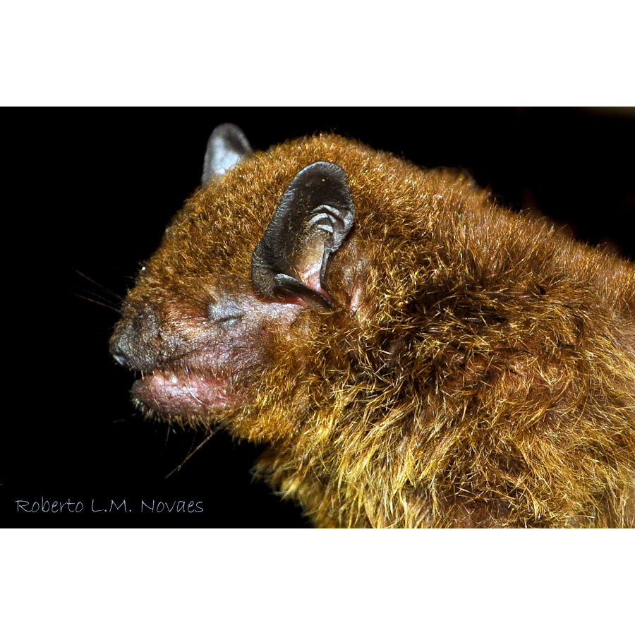 Карликовый кожан (Eptesicus diminutus) Фото №10