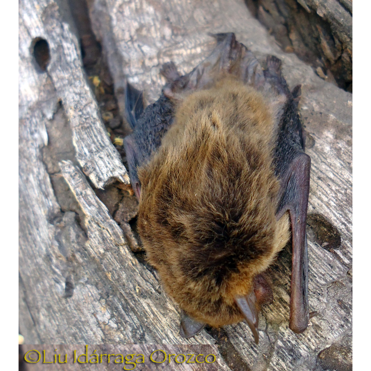 Карликовый кожан (Eptesicus diminutus) Фото №2