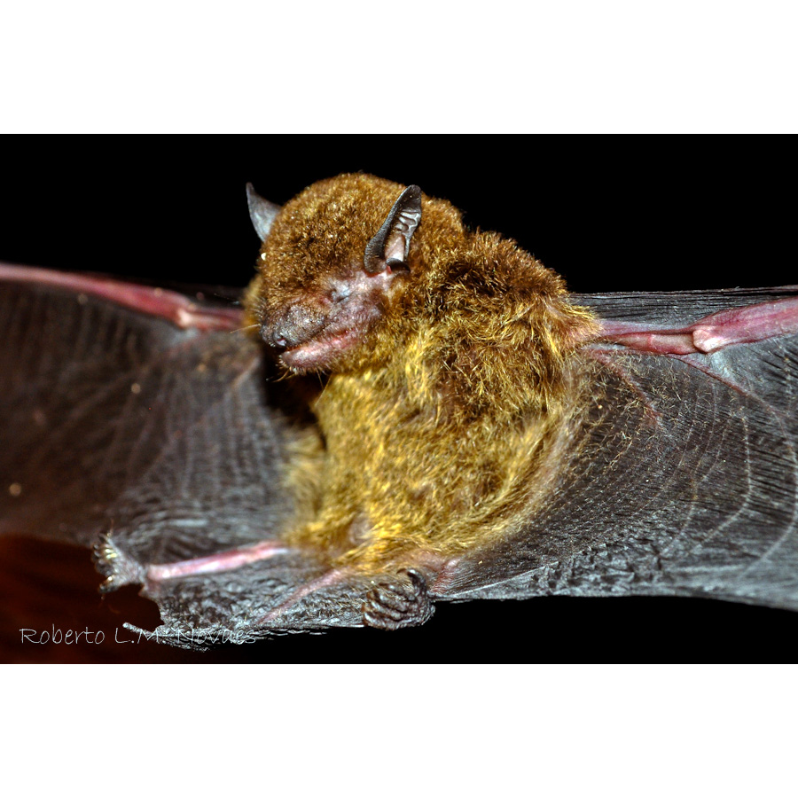 Карликовый кожан (Eptesicus diminutus) Фото №3