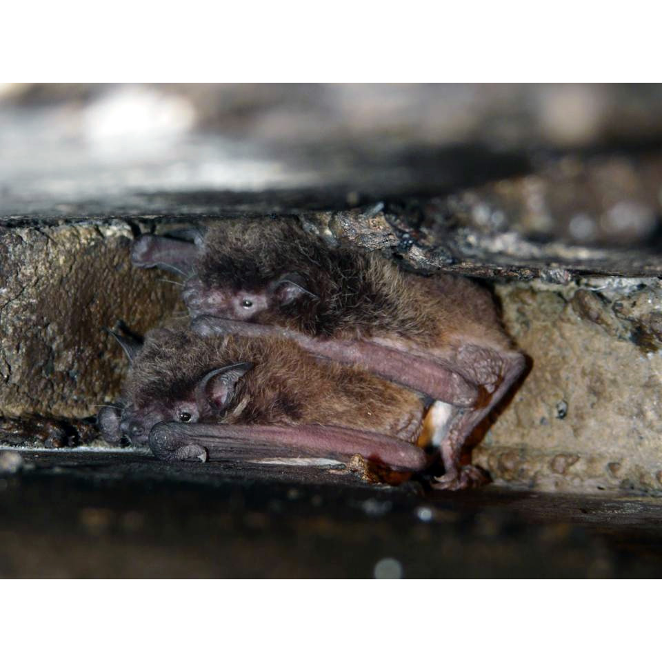 Карликовый кожан (Eptesicus diminutus) Фото №5