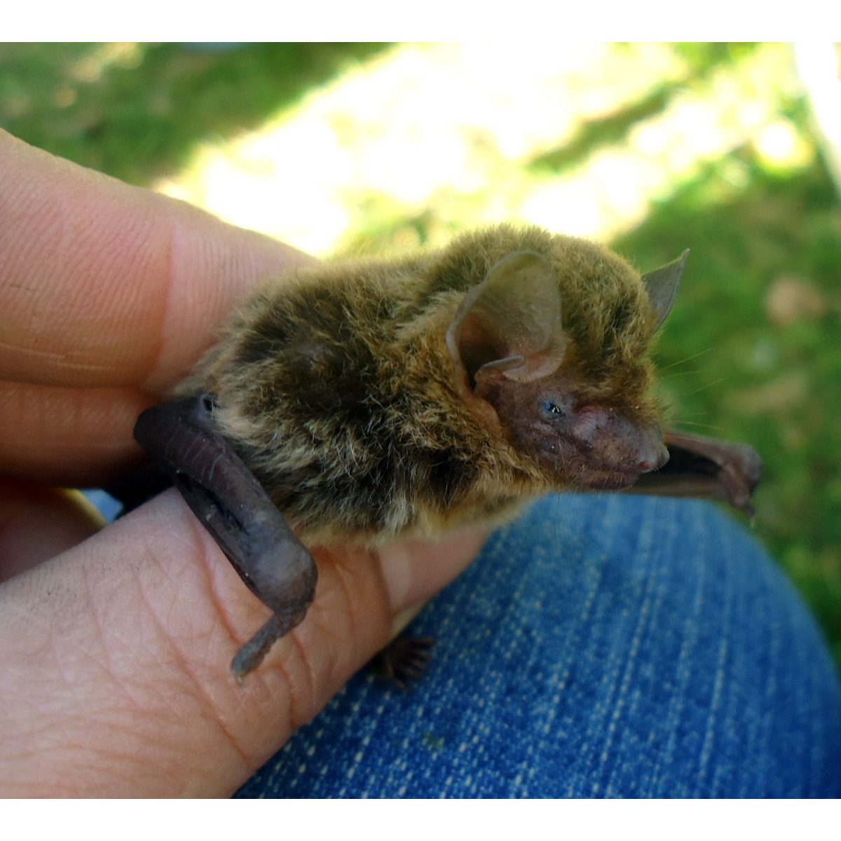 Карликовый кожан (Eptesicus diminutus) Фото №6