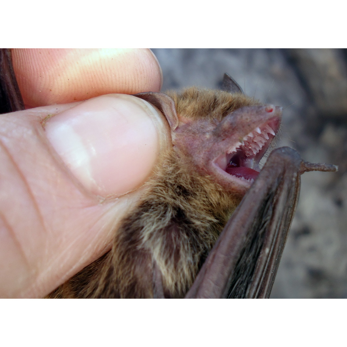 Карликовый кожан (Eptesicus diminutus) Фото №7