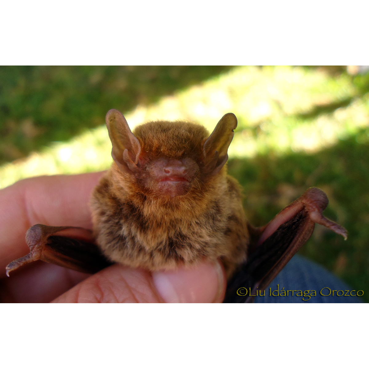 Карликовый кожан (Eptesicus diminutus) Фото №8