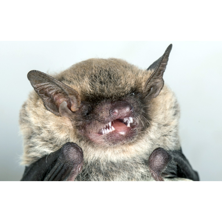 Карликовый кожан (Eptesicus diminutus) Фото №9