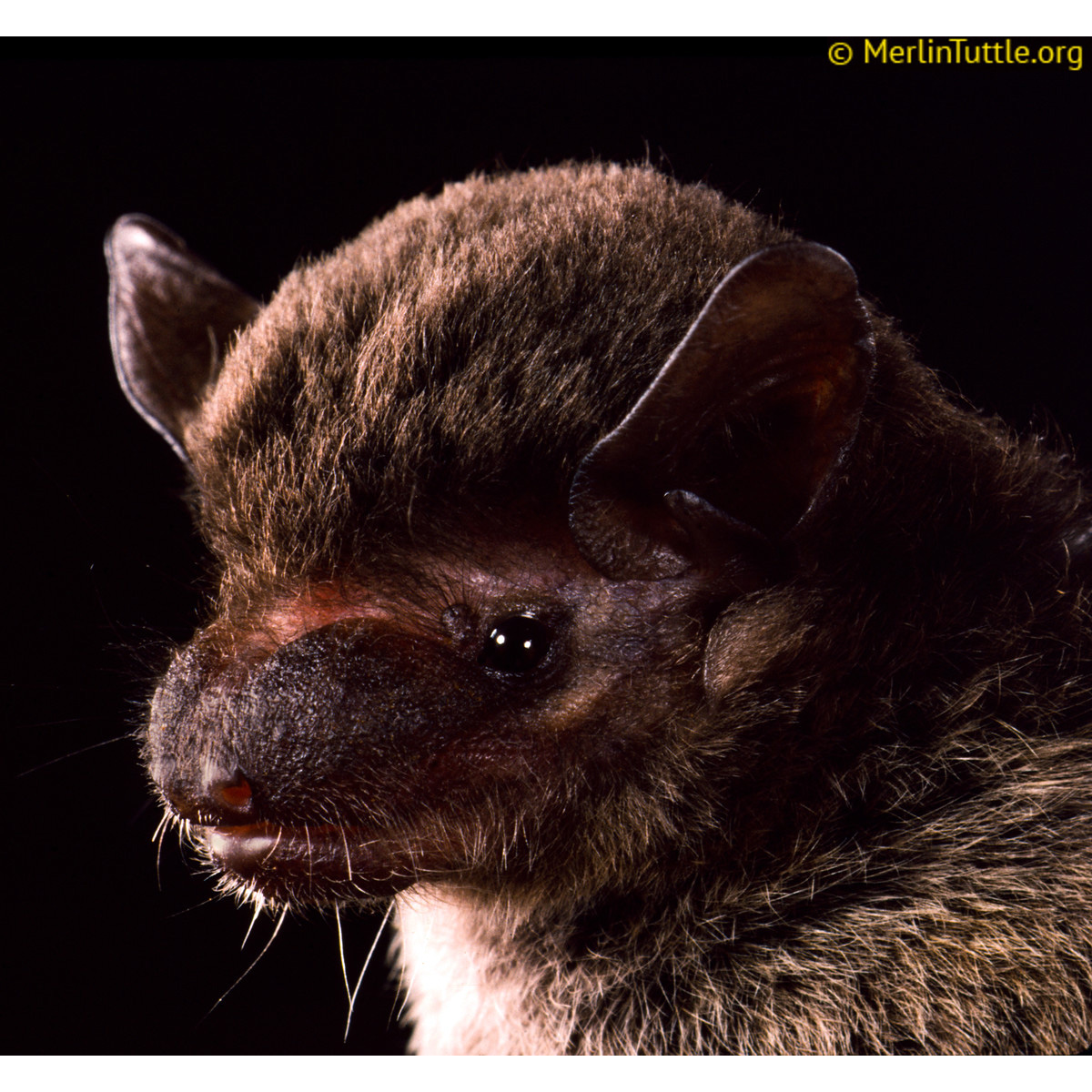 Аргентинский кожан (Eptesicus furinalis) Фото №10