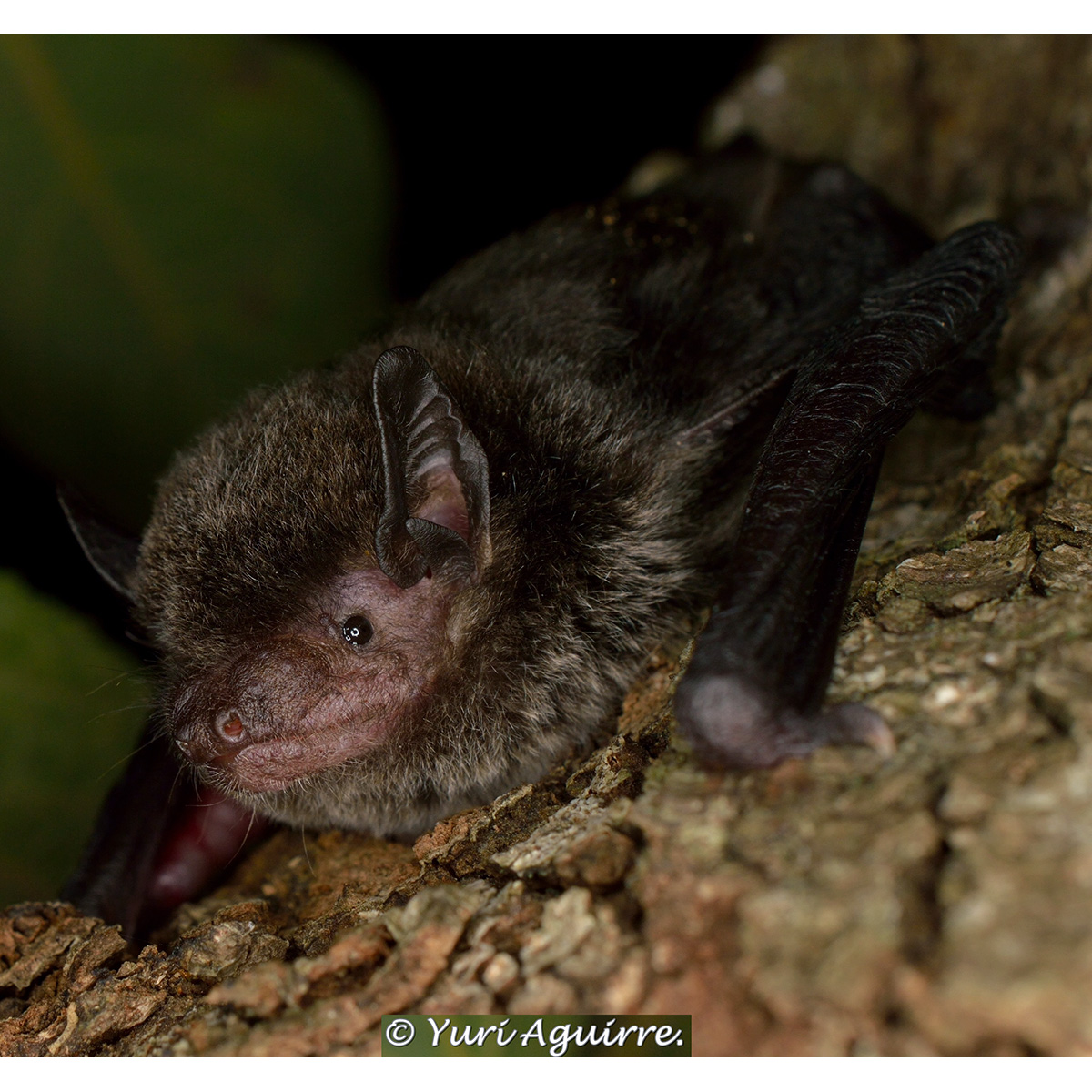 Аргентинский кожан (Eptesicus furinalis) Фото №2