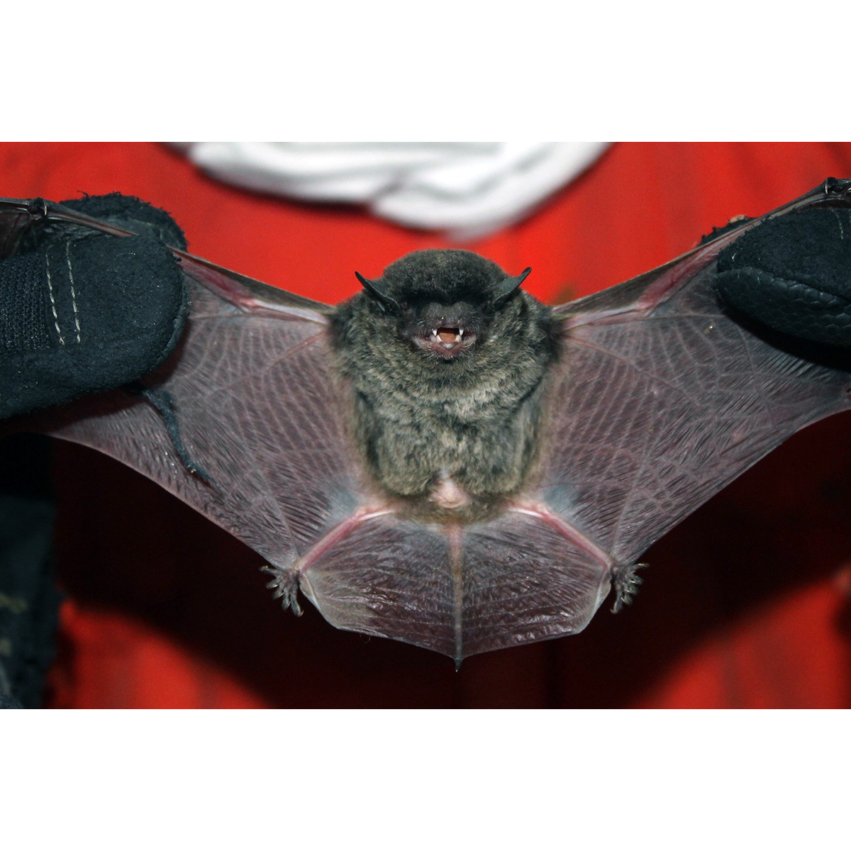 Аргентинский кожан (Eptesicus furinalis) Фото №3