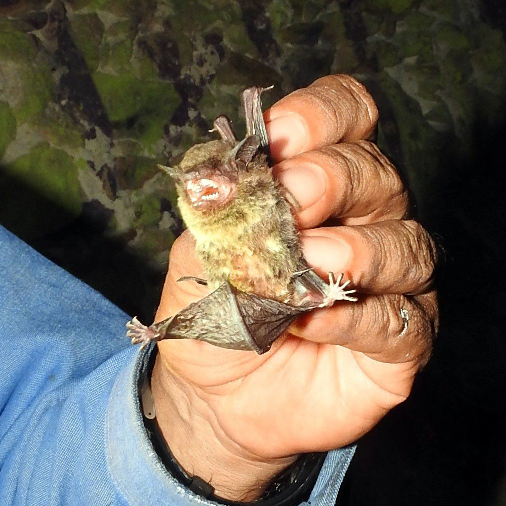 Аргентинский кожан (Eptesicus furinalis) Фото №4