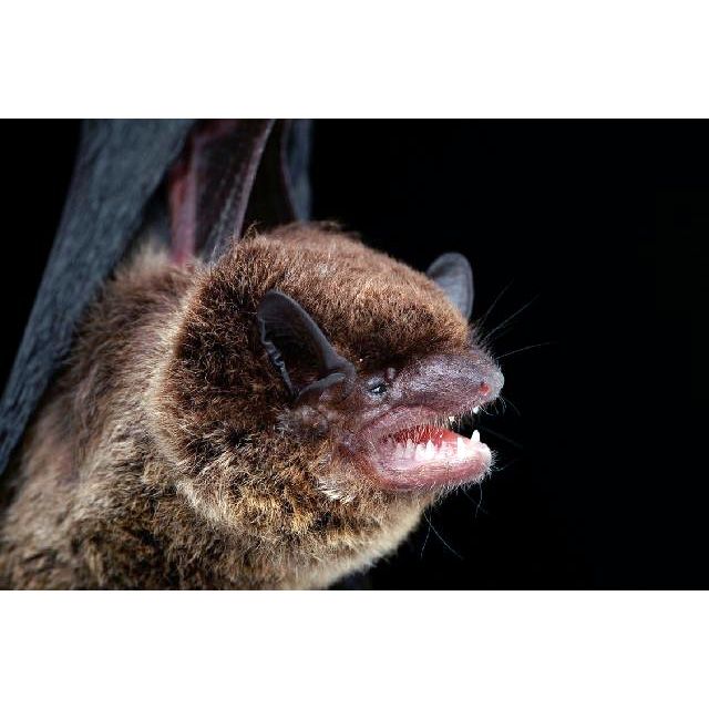 Аргентинский кожан (Eptesicus furinalis) Фото №6