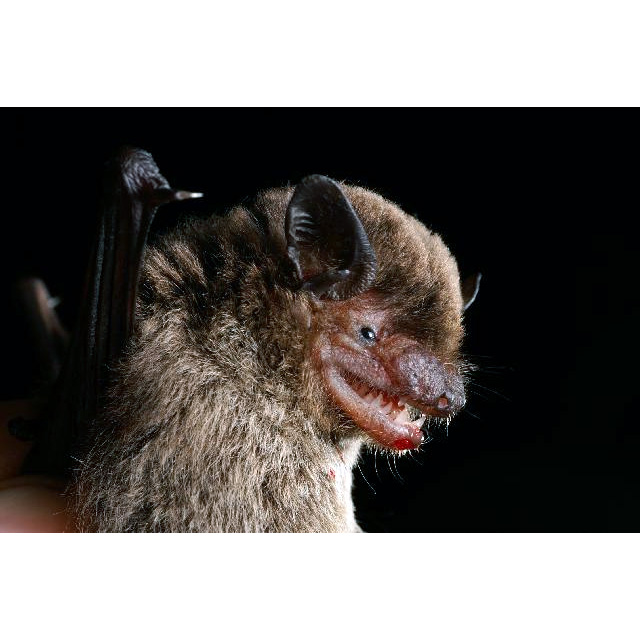 Аргентинский кожан (Eptesicus furinalis) Фото №7