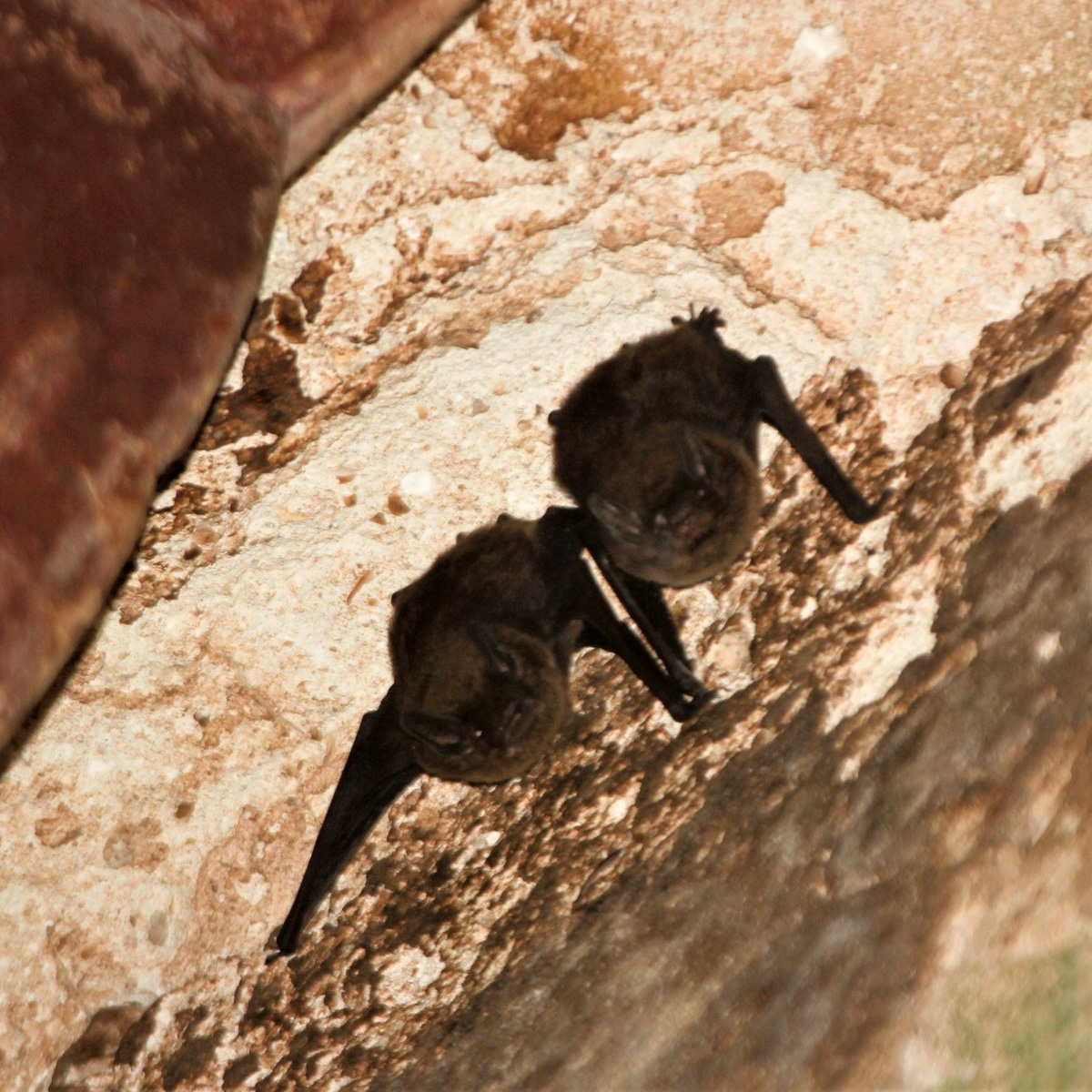 Аргентинский кожан (Eptesicus furinalis) Фото №8