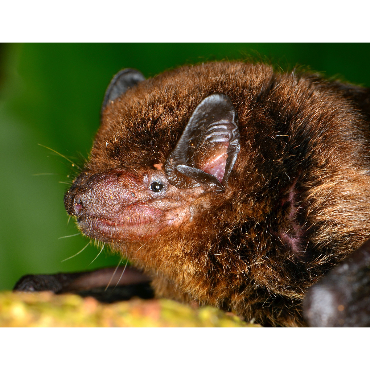 Аргентинский кожан (Eptesicus furinalis) Фото №9