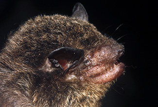 Eptesicus furinalis gaumeri