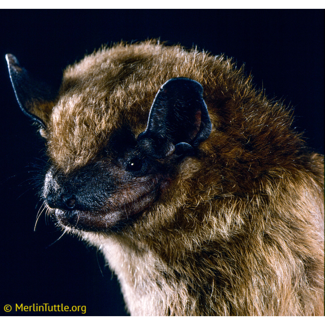 Большой бурый кожан (Eptesicus fuscus) Фото №10