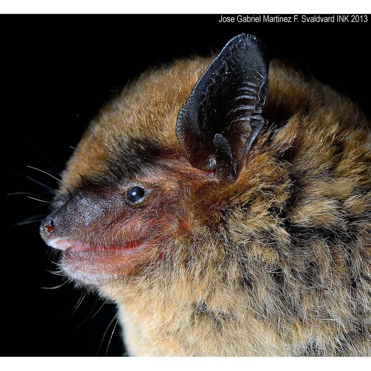Большой бурый кожан (Eptesicus fuscus) Фото №8