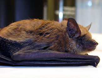 Eptesicus fuscus fuscus