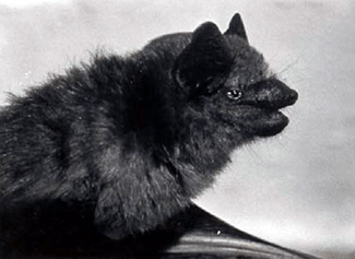 Eptesicus fuscus lynni