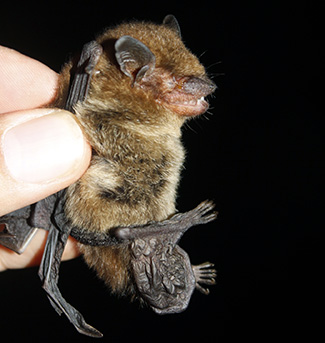 Eptesicus fuscus miradorensis